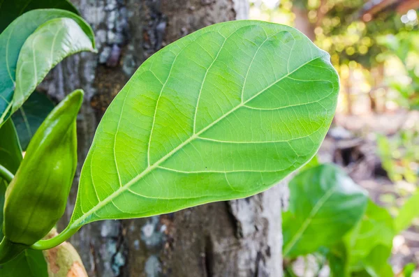Färska gröna blad på träd — Stockfoto