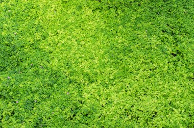 doğa yeşil arka plan