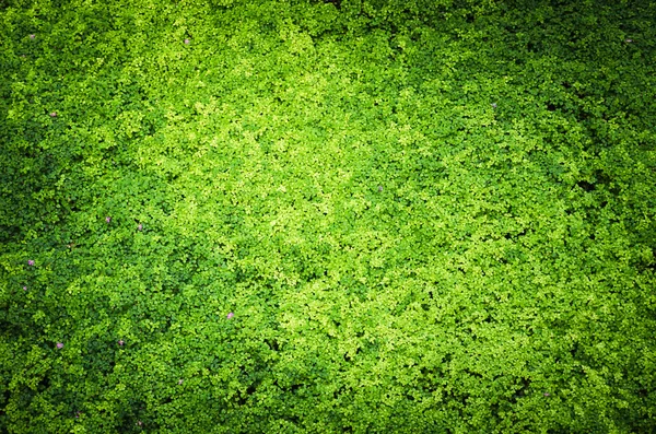 Naturen grön bakgrund — Stockfoto