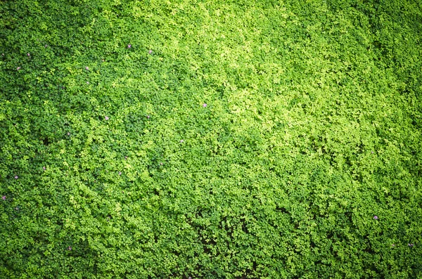 Natura sfondo verde — Foto Stock