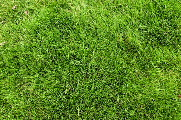 Green grass background — Stock Photo, Image