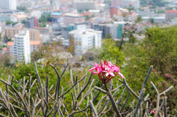 Frangipani avec vue sur la ville — Photo