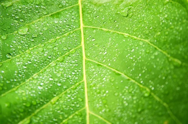 Wassertropfen auf grünem Blatt-Makro-Hintergrund. — Stockfoto