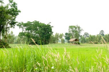 Çeltik alan ve yazlık