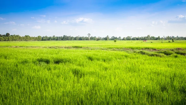 Зелене рисове поле. — стокове фото