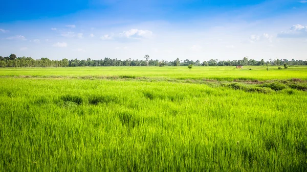 Grønn rismark i thailand – stockfoto