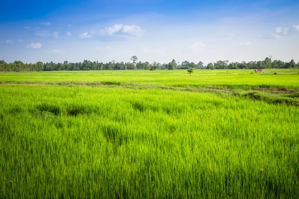 Grønn rismark i thailand – stockfoto