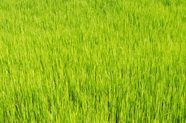 Campos de arroz — Fotografia de Stock