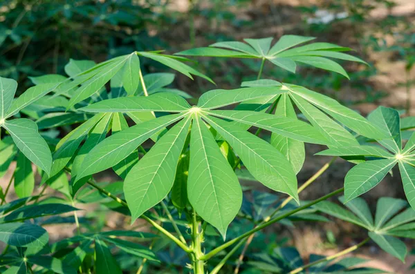 Cassava garden — Stock Photo, Image
