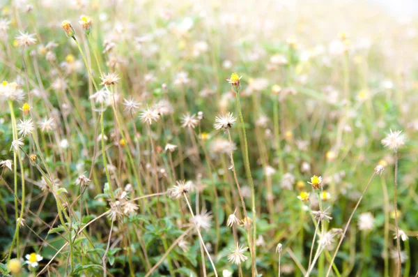 Grass flower background — Stock Photo, Image