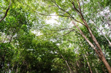 Yeşil orman ağaç arka plan