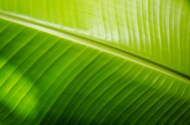 muz yaprağı dokusu arkaplanı