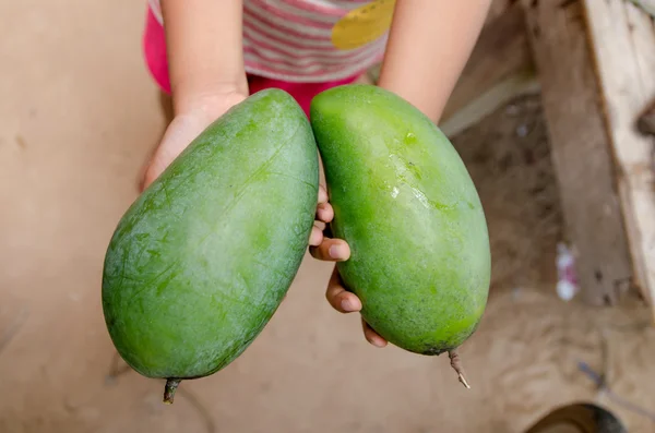 Çocuk elinde taze mango — Stok fotoğraf