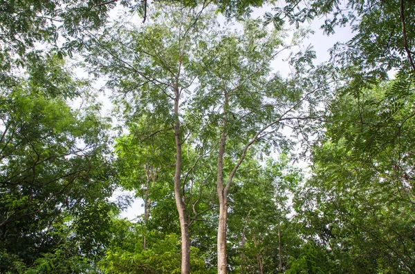 緑の森の木の背景 — ストック写真