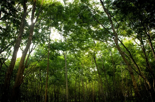 緑の森の木の背景 — ストック写真