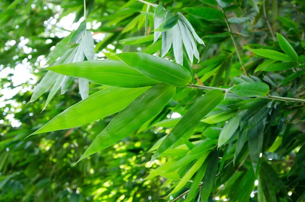 Bambublad — Stockfoto