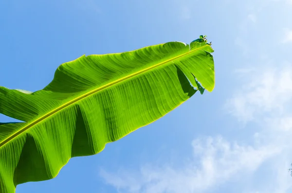 Banana lead on blue sky background — Stock Photo, Image