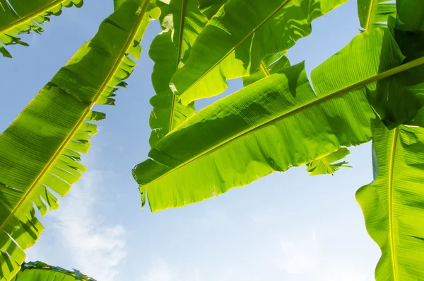 Bananenblätter — Stockfoto