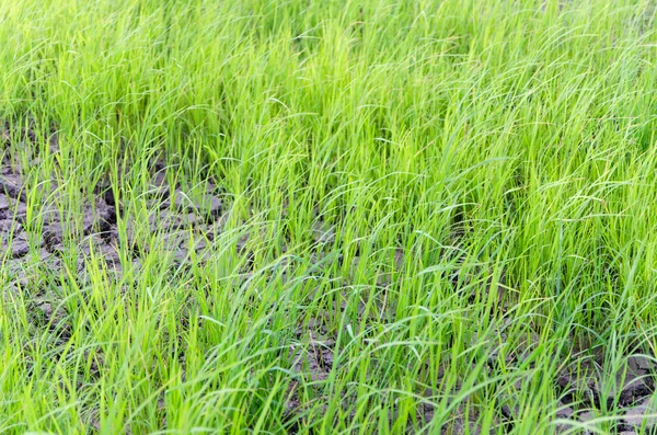 Dry country rice farm in thailand — Stock Photo, Image