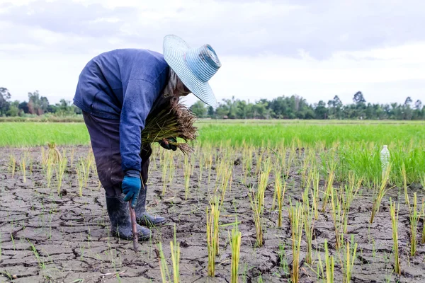 Farmář je pěstování rýže v suchém prostředí farmy — Stock fotografie