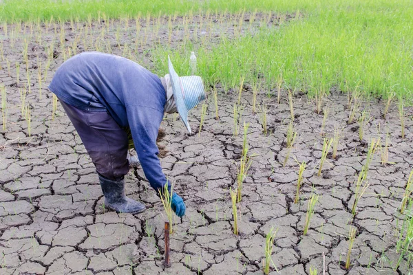 Farmář je pěstování rýže v suchém prostředí farmy — Stock fotografie