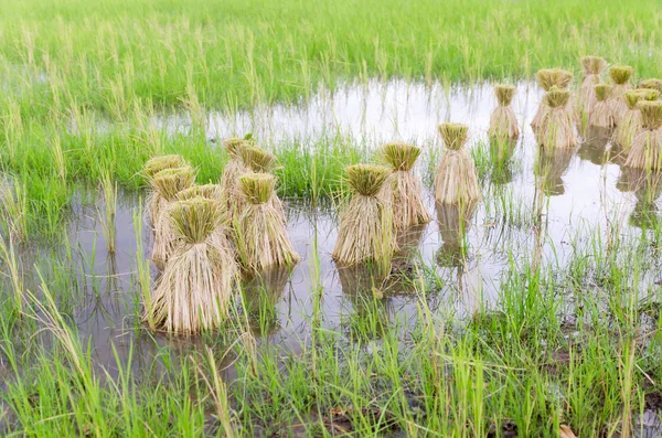 Semina di riso in azienda — Foto Stock