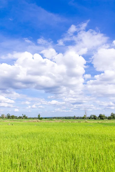 Campo de arroz — Foto de Stock