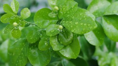 Drone, Fütürist İHA ile hava görüntüleme manzarası çekti. Ekran arayüzü başı yukarı