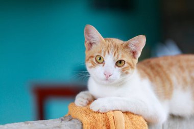 Tayland kedisi çömeliyor, kedi kameraya bakıyor, mutlu ve dost canlısı bir kedi.