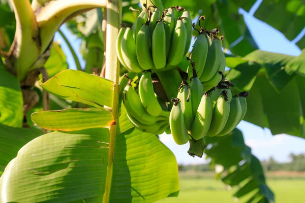 熟れていないバナナの実の木の大きな束 新鮮な天然の生の緑のバナナが木に掛けられています ジャングルの生バナナ — ストック写真