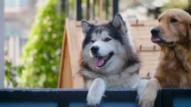 Slow-motion a cute Siberian Husky dog and Golden Retriever dog is poking his face and clinging to the fence