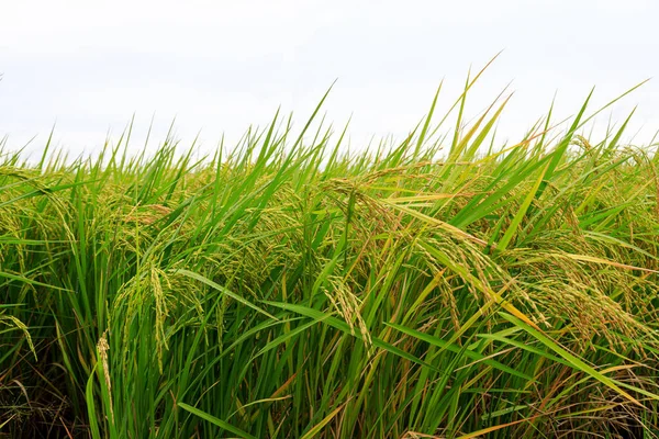 Rice Field Organic Natural Concept — Foto Stock