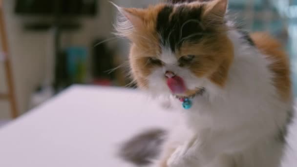 Nahaufnahme Persische Katze Leckt Den Fuß Selektiver Fokus Geringe Schärfentiefe — Stockvideo