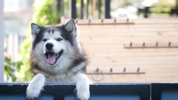 Cute Siberian Husky Dog Poking His Face Clinging Fence — Stock Video