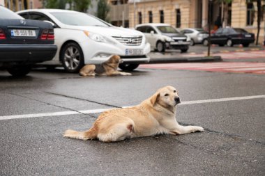 Batumi, Gürcistan - 1 Ekim 2021: Bir yarda köpeği yolda yatıyor