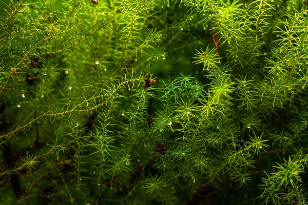 Árvore Após Chuva Gotas Chuva Árvore — Fotografia de Stock