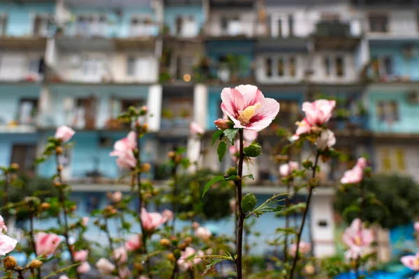 Evin arka planında pembe çiçek var.