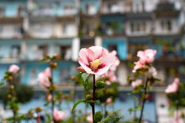 Flor Rosa Fondo Casa — Foto de Stock