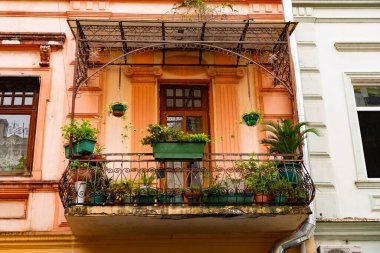 Tencere balkonda çiçek