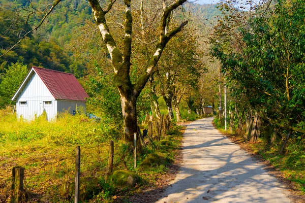 Sendero Hormigón Bosque —  Fotos de Stock