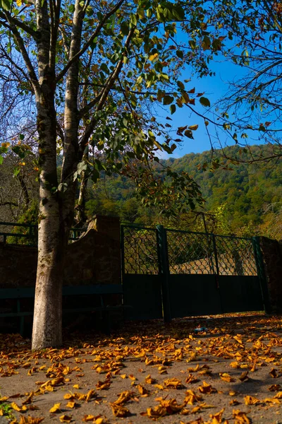 Herbstblätter Auf Dem Boden Wald — Stockfoto
