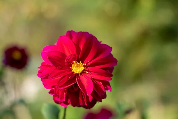 Ormanda Güzel Bir Çiçek — Stok fotoğraf