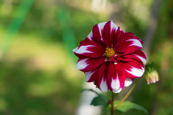 Ormanda Güzel Bir Çiçek — Stok fotoğraf