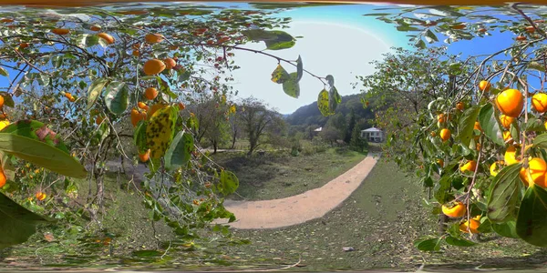 360 Strom Persimmon Lese — Stock fotografie