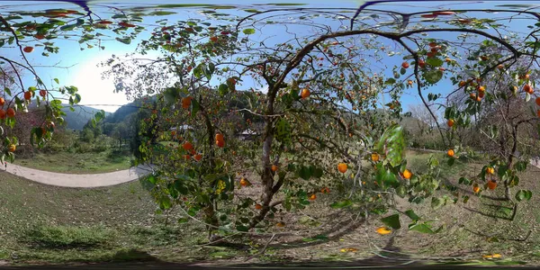 360 Strom Persimmon Lese — Stock fotografie