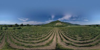 360 panorama üzüm bağı, hava manzaralı.