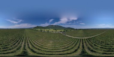 360 panorama üzüm bağı, hava manzaralı.