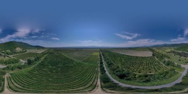 360 panorama üzüm bağı, hava manzaralı.