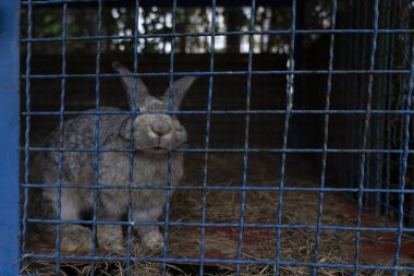 Hayvanat bahçesindeki kafeste bir tavşan