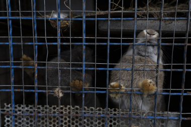 Hayvanat bahçesindeki kafeste bir tavşan